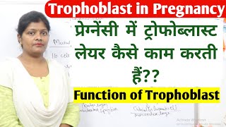 What is trophoblast in pregnancy  function of trophoblast  cytotrophoblast amp syncytiotrophoblast [upl. by Andrade]