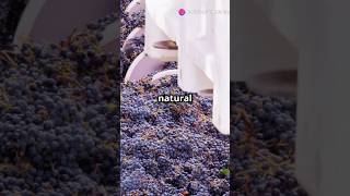 Traditional wine making in Georgia wine facts shorts europe [upl. by Nonie]