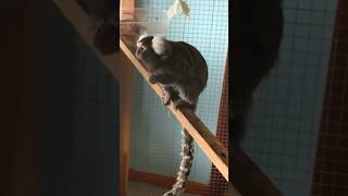 Playful Monkey Eating🐒 🥰 pets shorts funny YouTubeShorts [upl. by Rapsag896]