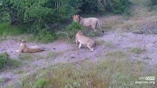 Lions Start ot a mating session part1 Tembe Jan 20 2023 daytime exploreorg [upl. by Angrist]