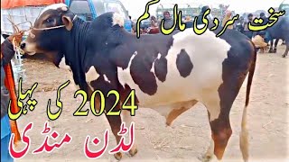 Ludan Cow Mandi 3 January 2024 Qurbani Kay Vip bachry Live weight rate Cholistani Abluk Dhani dajal [upl. by Paver]