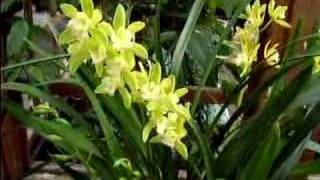 Cymbidium Orchid Care Made Easy [upl. by Ahk514]