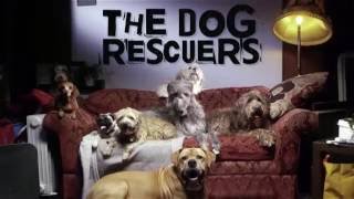 RSPCA Video  The Dog Rescuers series 2 episode 2 [upl. by Nesahc970]