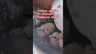 Inakay ng 2ndOverall champion natin na Kalapati Shorts6 kalapati pigeon kalapatids pigeonracing [upl. by Nolte163]