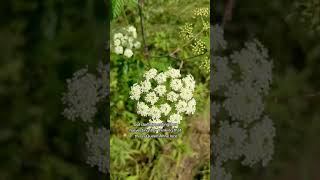 Hemlock VS Queen Annes Lace [upl. by Pacifica420]