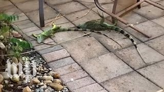 Cold stunned iguanas are falling from trees in Florida  The Washington Post [upl. by Burdett213]