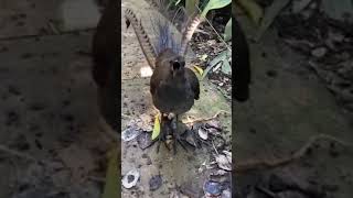 this bird sounds like a laser gun animals [upl. by Alemrac]