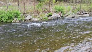 Fishing the Brodhead Creek [upl. by Yluj]