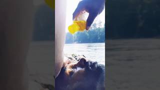 🔱Hogenakkal 😎TopG Oil 💆‍♂️massage relax massage viralshorts asmr hogenakkaloilmassage [upl. by Grimaud]