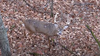 Bluff Country Outdoors 162 34 Buck Kill With a Bow [upl. by Annaor420]