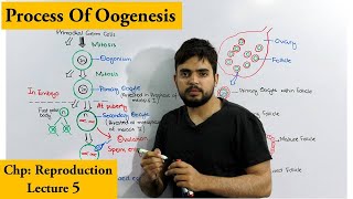 Oogenesis  How egg cells are produced [upl. by Spooner]