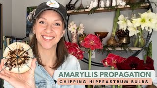 Propagating Amaryllis by Chipping  Notching Hippeastrum Bulbs to Produce Multiple Offsets [upl. by Kurland568]