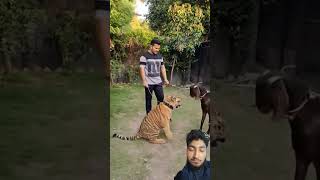 Tiger vs Goat 🐐Goat is no fear the tigeranimalsanimalark animaldayanimalfriends trendingshorts [upl. by Ariahay]