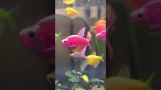 TIPS MEMBERI MAKAN IKAN GLOFISH glofish glowfish aquarium aquascape glofishtetra fish ikan [upl. by Sanyu767]