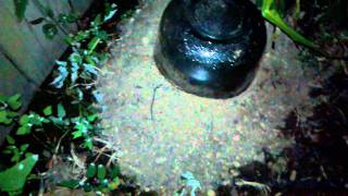 Yellow Jackets in my Garden  Episode 7  You cant go home again [upl. by Leffert]