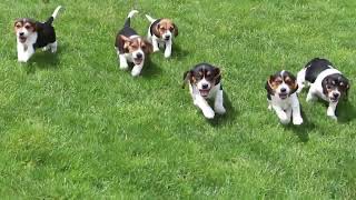 Beagle Puppies For Sale [upl. by Anastase]