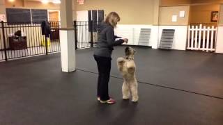 Dorice Stancher and Krista the Wheaten Terrier [upl. by Zackariah325]