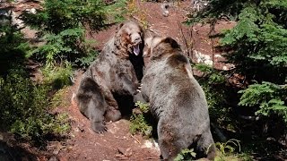 GRIZZLY BEAR FIGHT  Vlogging Vancity 2 [upl. by Torrie]