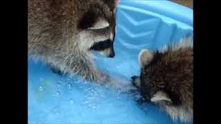 Raccoons Playing in Water  Wildlife Rehabilitation [upl. by Lodnar282]