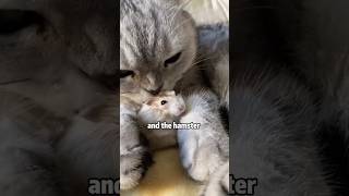 How to stop hamster from destroying your house shortvideo rescue cute funny cat animals [upl. by Mahan824]