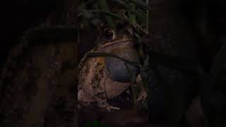 Gulf Coast Toad call crescendo with audio visualizations [upl. by Sivrad]