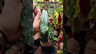 Begonia polkadot cwakep tanamanhiasbegonia garden begonias [upl. by Neetsirhc]