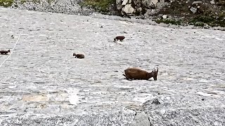 Why Daredevil Goats Climb A 160 Foot Tall Dam In Italy [upl. by Ennaylil]