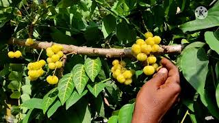 A view into my Star Gooseberry plant  Grosella Arinelli Nellipuli  Malayalam [upl. by Enneirda]