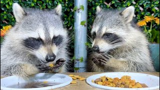 Baby Raccoons Dog Food Party [upl. by Llennor]