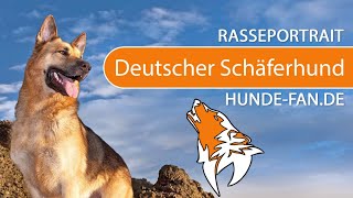 ► Deutscher Schäferhund 2018 Rasse Aussehen amp Charakter [upl. by Noelyn]