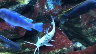 Pictus Catfish at Home in 75G Malawi Cichlid Tank [upl. by Platus]