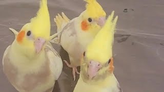 PARTY TIME FOR BABY BIRDS myfeathersbabies الطيور cockatiel parakeetsshortsfypfypシbirds [upl. by Hanoy]