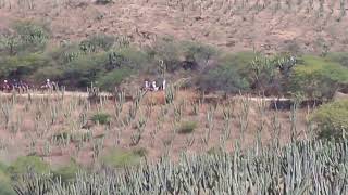 La cabalgata pasando por el conocido cuajilote en chichihualtepec Video Cortesía Sr Joel Bonilla [upl. by Ellette]