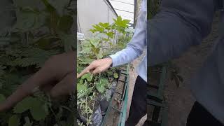 Thigmonastic Seismonastic movement in Mimosa pudica quotTouch me notquot plant ytshorts youtubeshorts [upl. by Indihar]