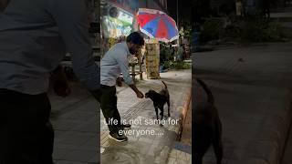 One dog at a time youtubeshorts youtube rescueddog dogs [upl. by Nisay886]