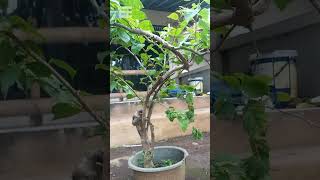 Beautifull Bonsai Works bonsaibougenville [upl. by Cony]