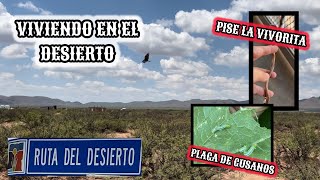 109 AQUI VIVIMOS🔥PLAGA GUSANO MEDIDOR🐛ESTABA EN LA ENTRADA🐍 vlog campo [upl. by Eiramlatsyrc617]