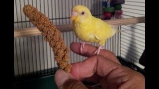 Teaching a parakeet to perch on your hand [upl. by Naitsirc504]