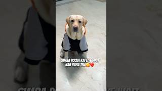 Sanskari Simba❤️🥰 vlog minivlog doglover dogshorts ytshorts dailyvlog dog pets [upl. by Lurline]