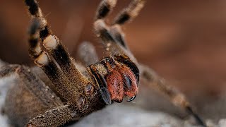 🍌 Araña Bananera ¿La más PELIGROSA del MUNDO 🌎  Animales Salvajes [upl. by Eveivaneg418]