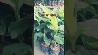 Malihabad shivam nursery [upl. by Eversole]