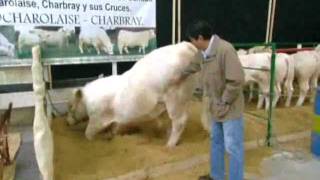 Toro Charolais [upl. by Tarabar]