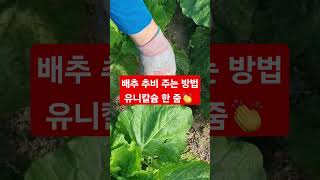 양평농사배추추비가을일상관리지속수확멍구독귀촌꿀팁좋아요초보농사주말농장농부자연친환경열심히설명키우기농작물방법놀기힐링여유건강기다림경험 [upl. by Eide]