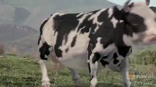 video chistoso la vaca karateca [upl. by Cullin]