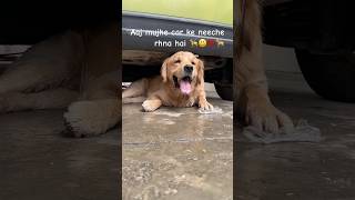 dog shortsvideo trending pets funny doglover goldretriever love cute comedy [upl. by Lawrence]