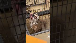 Adopting A Dog From shelter home Dog and puppy Rescue Tail rescuedoglove dogrescueshelter pets [upl. by Johppah]