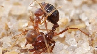 Crazy Ants Detoxify the Venom of Fire Ants [upl. by Saunder712]