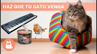 SONIDOS para ATRAER GATOS 📣🐈 ¡Sonidos para que tu GATO VENGA [upl. by Whitehurst]