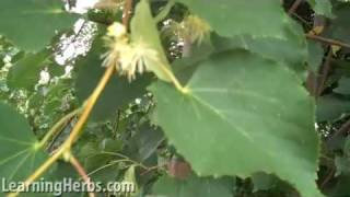 Linden Tree How to Harvest and Care For Tilia [upl. by Toscano924]