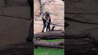 Mandrill Monkey doin the nasty for a crowd [upl. by Koetke264]